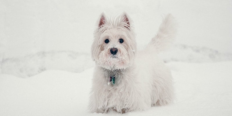 white westie dog standing in the snow