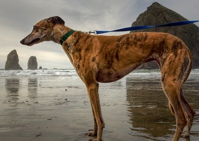 greyhound bloat risk