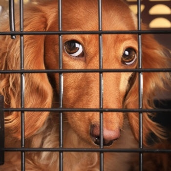 calming a puppy in a crate