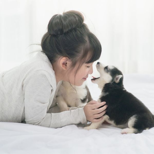 husky shephard mix puppy breathing in young girls face