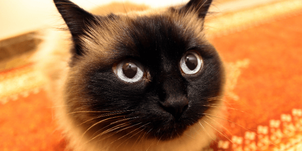 preventing urinary obstruction in cats