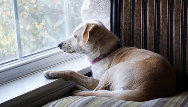 a calm and quiet puppy looking out the window
