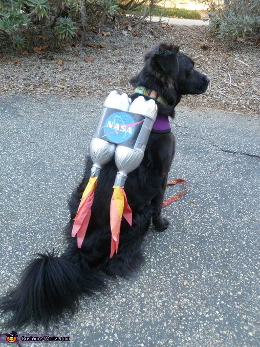 dog in rocket costume with 2 liter bottles