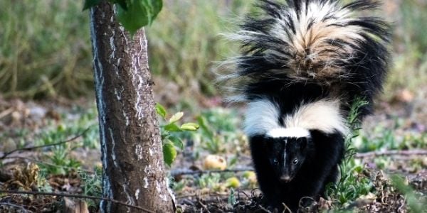 skunk ready to spray dog and cat-unsplash