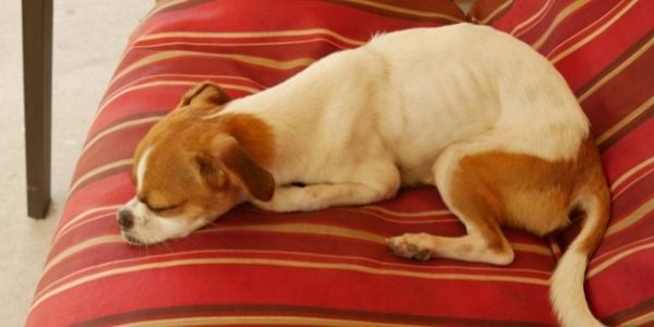 small skinny dog is lying on the couch