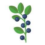 blueberry