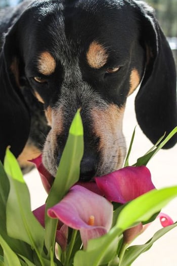 bluetick coonhound dog sniffing toxic calla lilies