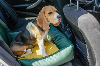 dog sitting in booster seat