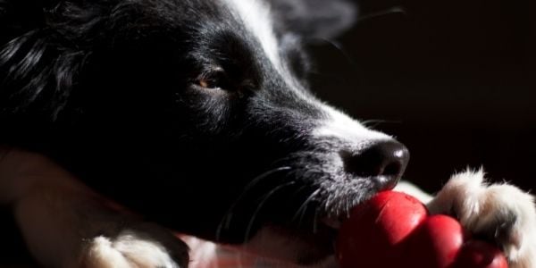 border collie chewing on kong chew toy