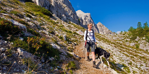 border collie hiking with owner