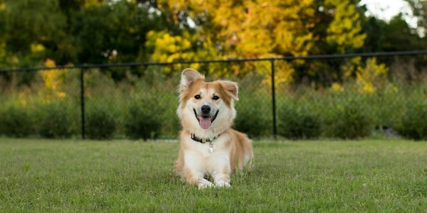 border collie mix holding a down stay in fenced yard