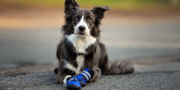 border collie mix wearing boots to avoid ticks