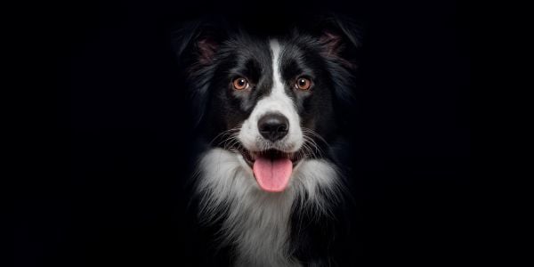 border collie with a black background and tongue sticking out