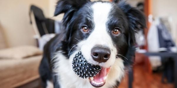 border collie with a rubber toy in his mouth
