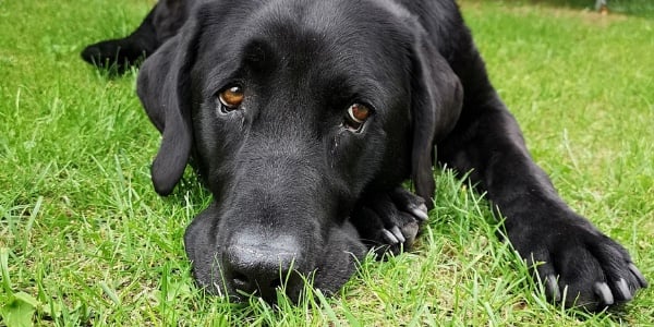 bored black lab laying on grass 600