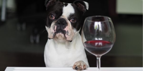 boston terrier eyeing a glass of red wine