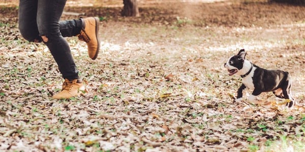 boston terrier running after owner