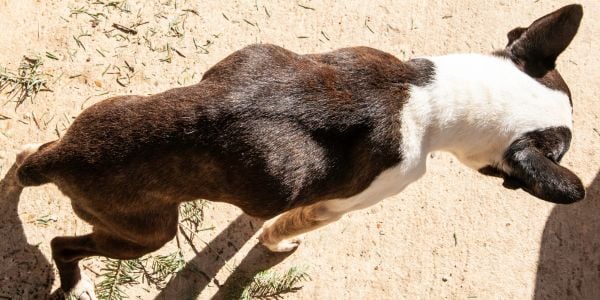 boston terrier that is too thin
