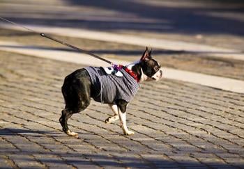 boston terrier walking on a retractable leash on road near crosswalk