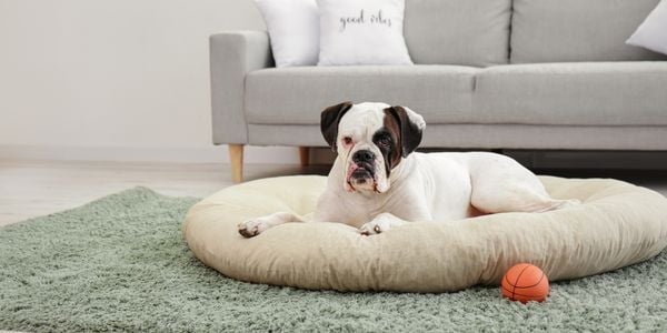 boxer dog in dog bed