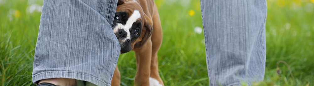 boxer puppy nipping and biting leg