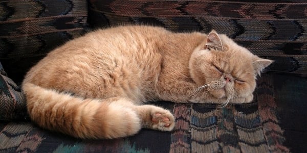 brachycephalic cat sleeping on couch-pix