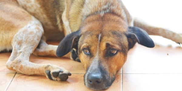 brown and tan dog laying on tile floor looking lethargic