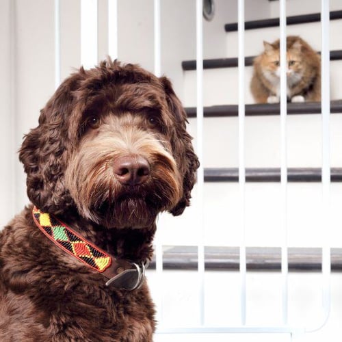 brown doodle on one side of a baby gate with a cat on the other-shutter