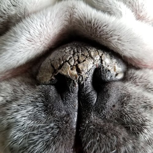 bull dog with hyperkeratosis nose condition