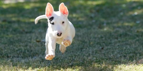 bull terrier puppy running in a backyard