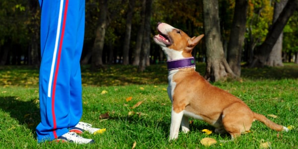 bull terrier sitting nicely in front of owner during training session