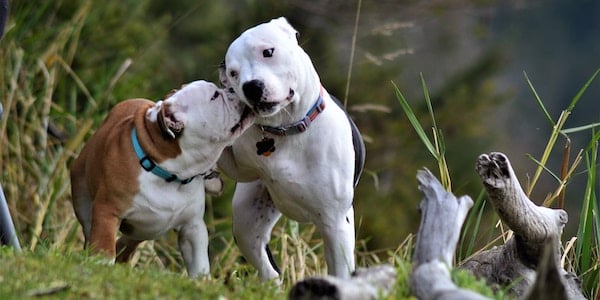 bulldog and pitbull playing outside together