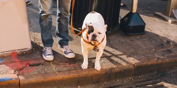 bulldog waiting at corner with owner