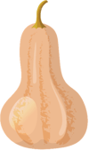 butternut squash