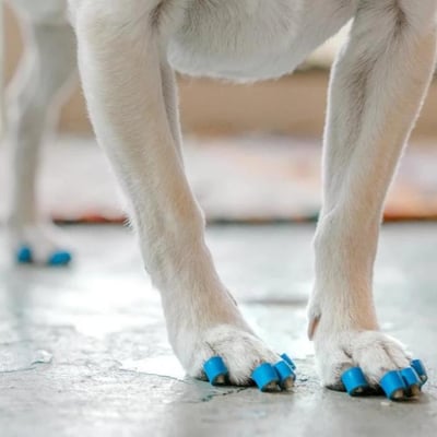 buzby toe grip on labrador dog