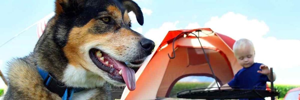 camping and hiking pet resources