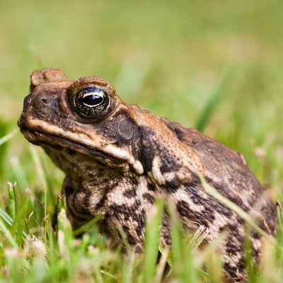 cane toad also known as bufo toad in the grass