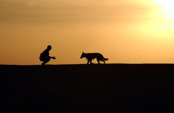 man kneeling down in front of sunset calling his shepherd dog to come