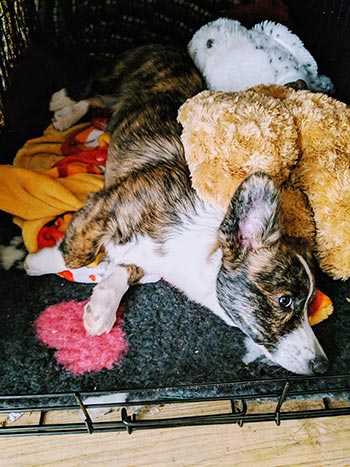 cardigan-corgi-puppy-in-crate