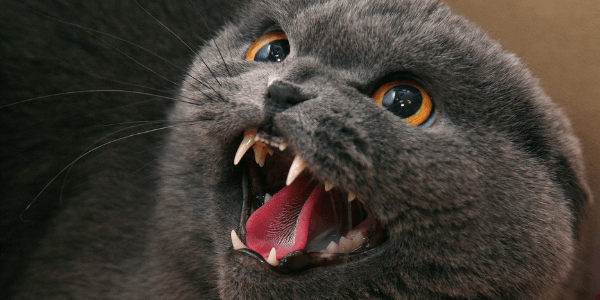 cat aggression causes