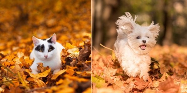 cat and dog in fall leaves