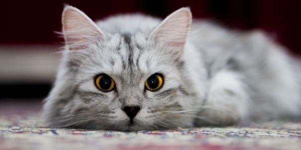 cat lying on rug with piercing yellow eyes