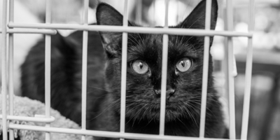 cat at shelter - register microchip for faster reunion