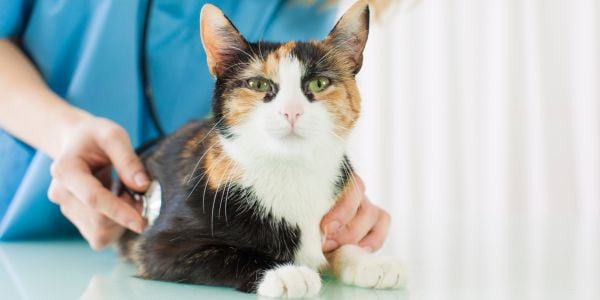 cat at the vet being examined with a stethoscope