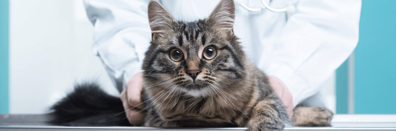 cat at veterinarian