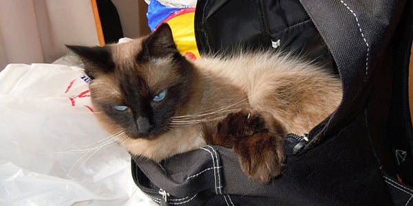 cat backpack and bag dangers