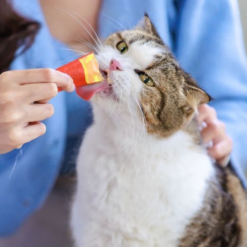 cat being grabbed by scruff of the neck and licking a treat-shutter