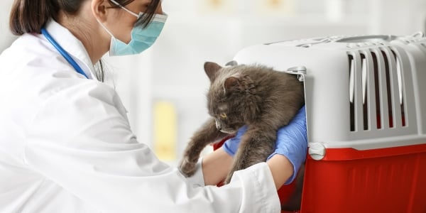 cat being pulled out of a carrier at the vet hospital