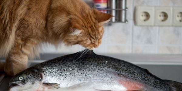 cat biting at the fish of an uncooked fish on the counter