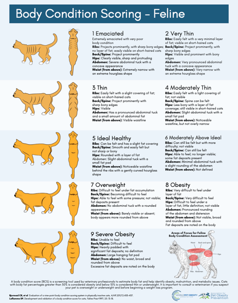 cat body condition chart from the association for pet obesity prevention